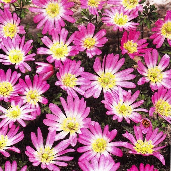 Heirloom Non-GMO Pink Blanda Star Flower Seeds for Garden Planting – Delicate Daisy-Like Bloom
