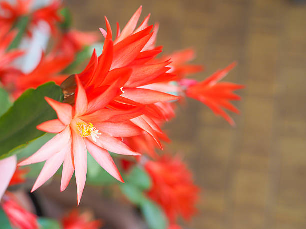 Deep Red Schlumbergera Flower Seeds for Planting - 100 pcs