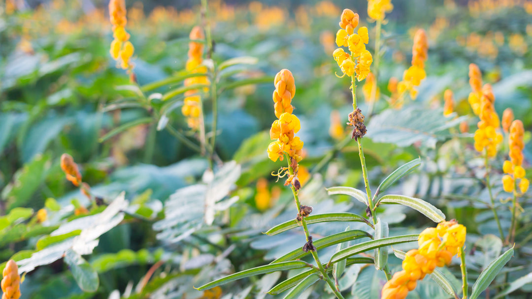 Gul Lysestage Cassia Blomsterfrø til udplantning - 100 stk