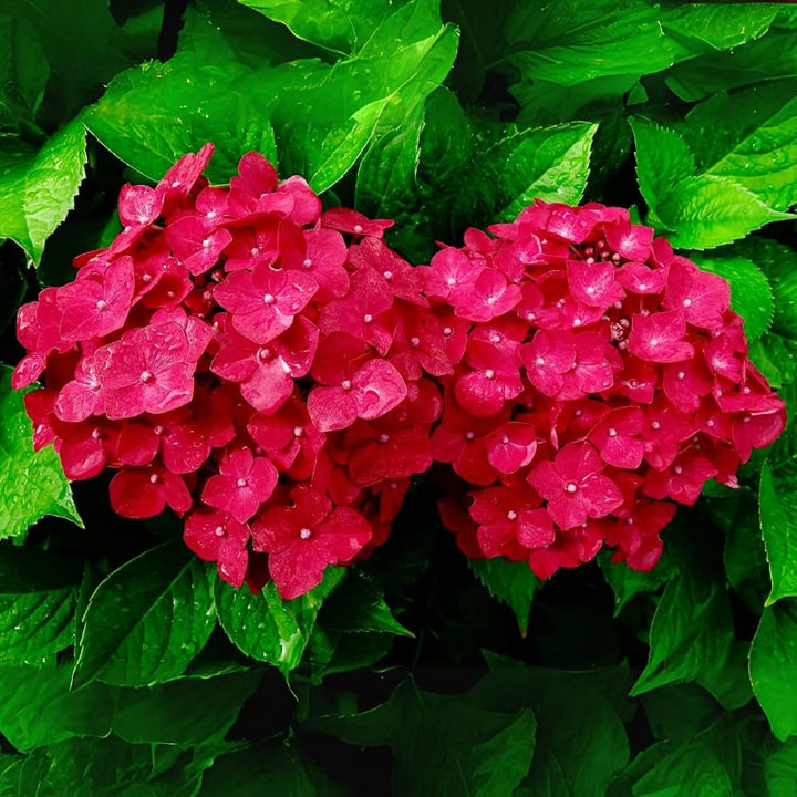 Heirloom Red Hydrangea Flower Seeds, Non-GMO Vibrant Blooms for Planting