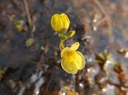 Gule Utricularia blomsterfrø til plantning - 100 stk