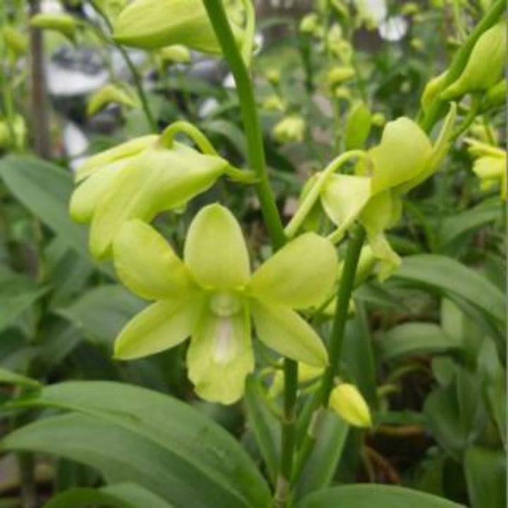 Dendrobium Green Orchid Seeds for Planting – Organic, Heirloom, Non-GMO Flower Seeds