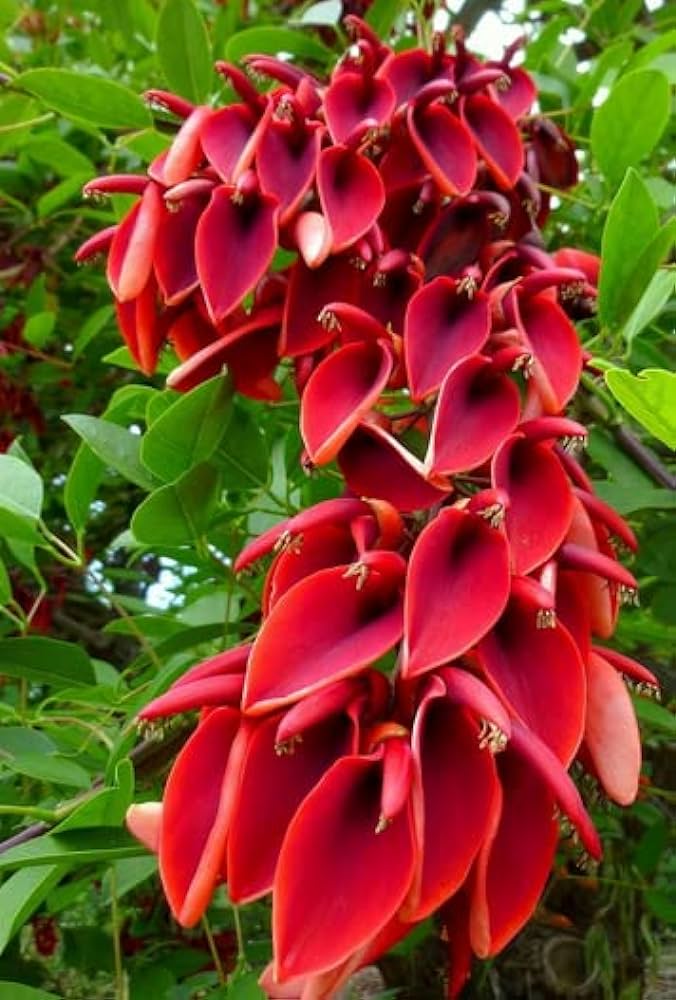 Erythrina blomsterfrø til udplantning, 100 stk