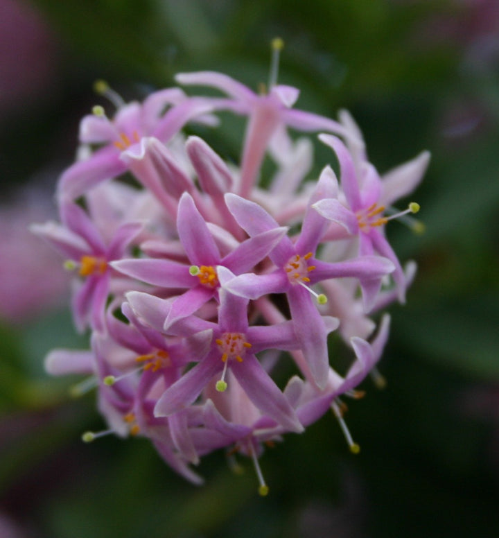 Dais Cotinifolia Flower Seeds for Planting, Heirloom, Non-GMO