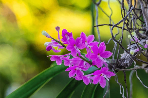 Lilla Ascocentrum Blomsterfrø til udplantning, 100 stk