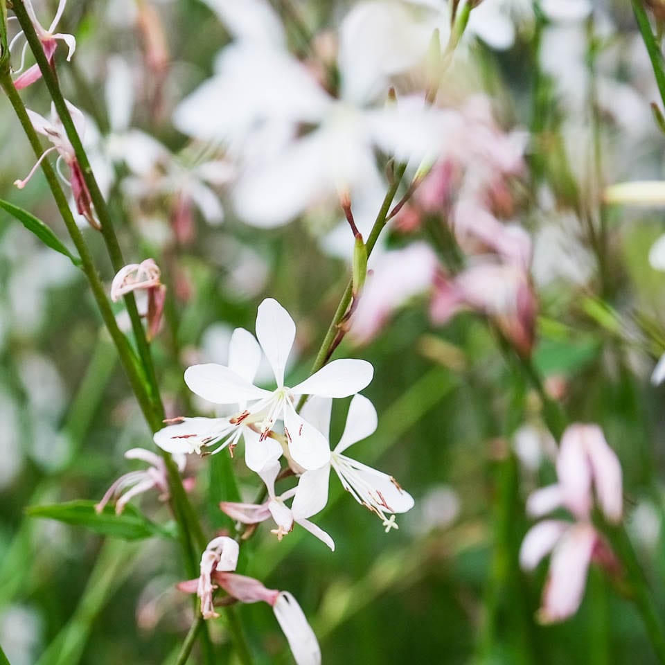 Gaura Flower Seeds for Planting, 100 pcs