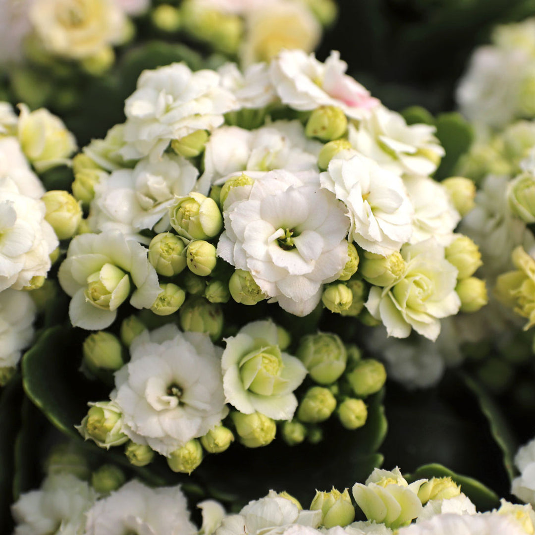 Organic White Kalanchoe Flower Seeds for Planting – Heirloom, Non-GMO, High Germination