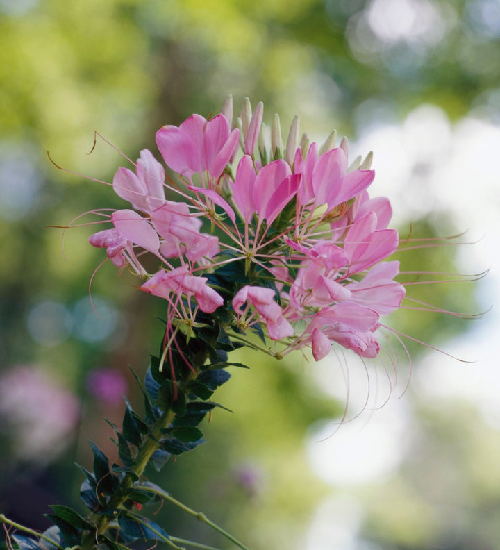 Pink Cleome Flower Seeds for Planting – Heirloom, Non-GMO Flower Seeds with Delicate Petals