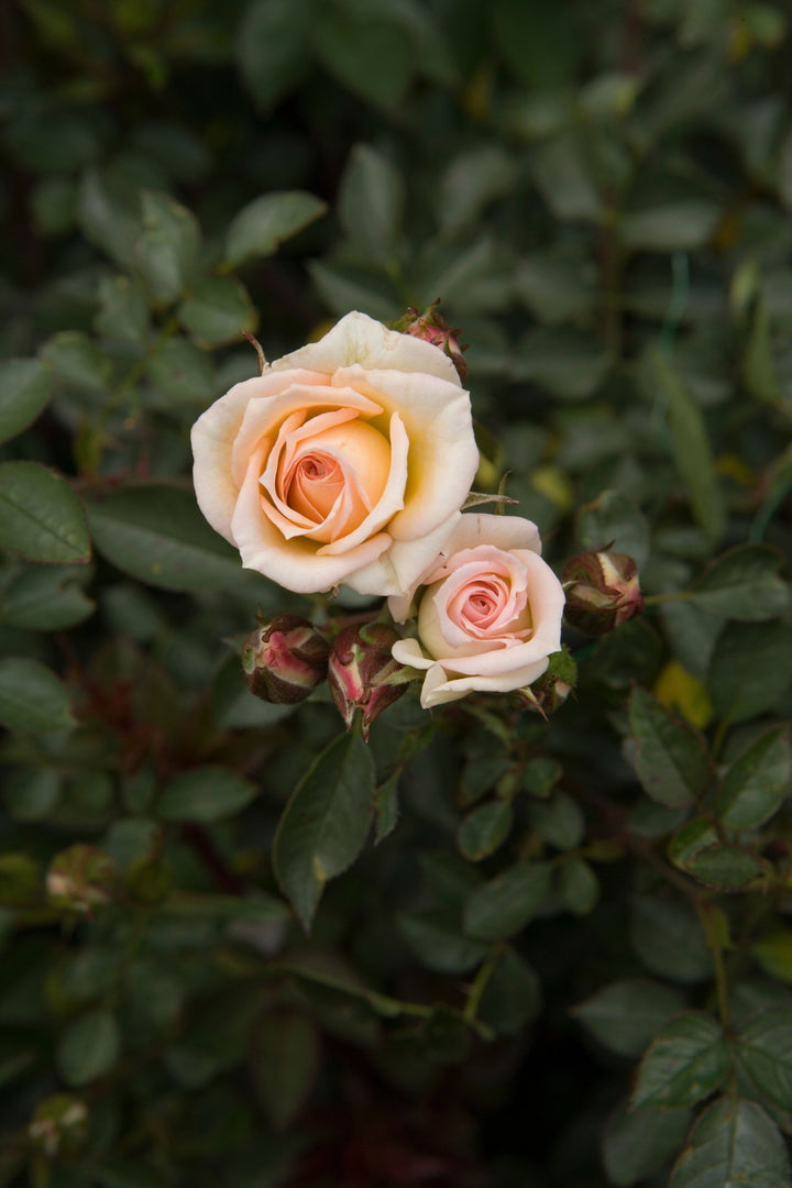 Miniature Rose Heirloom Non-GMO Seeds for Planting