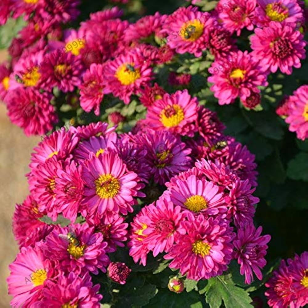 Fresh Chrysanthemum Flower Seeds for Planting - 100 pcs