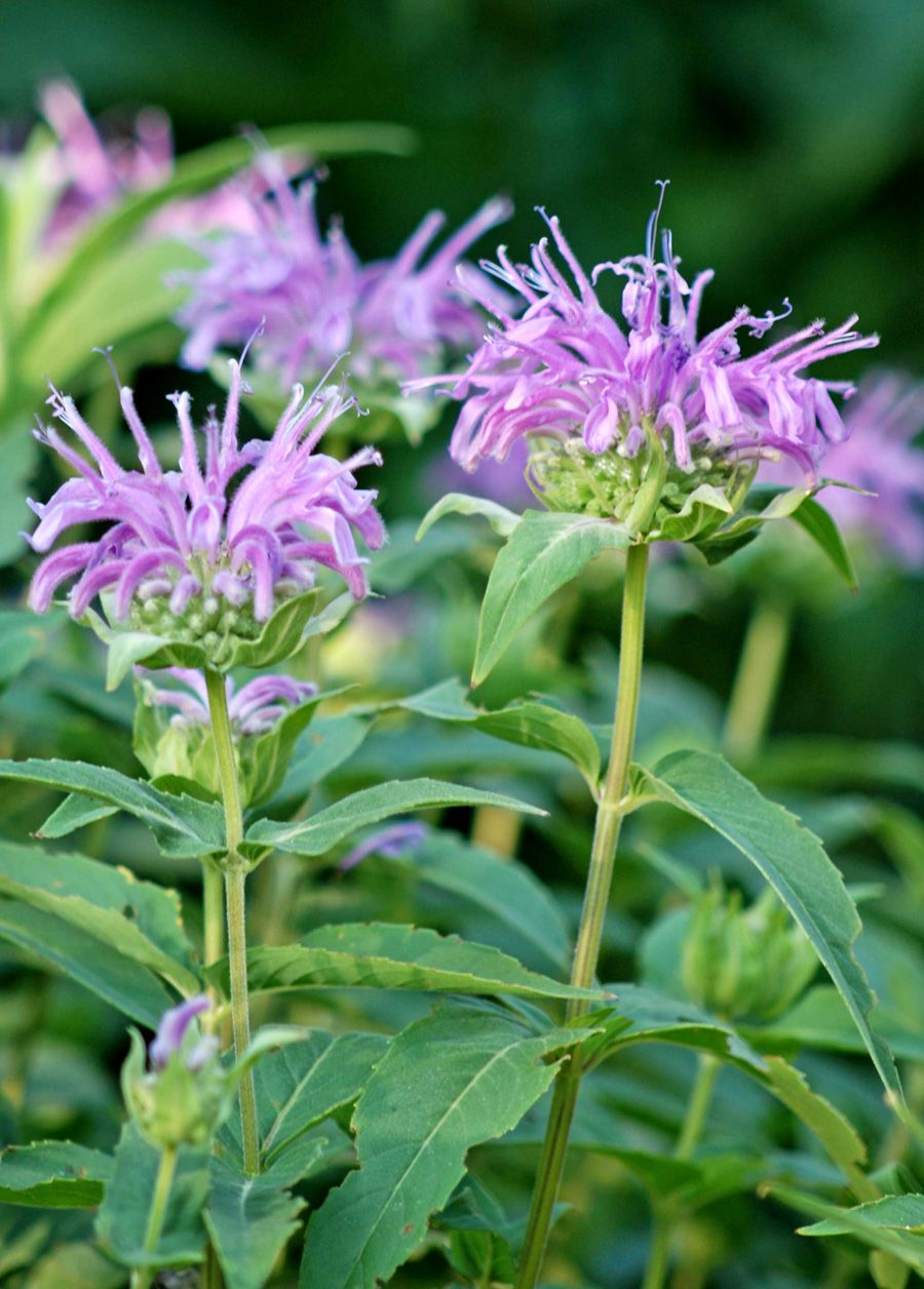 Violet Bergamot Flower Seeds for Planting - 100 pcs