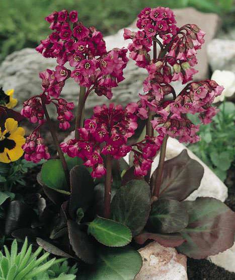 Rød Bergenia Cordifolia Blomsterfrø til udplantning - 100 stk