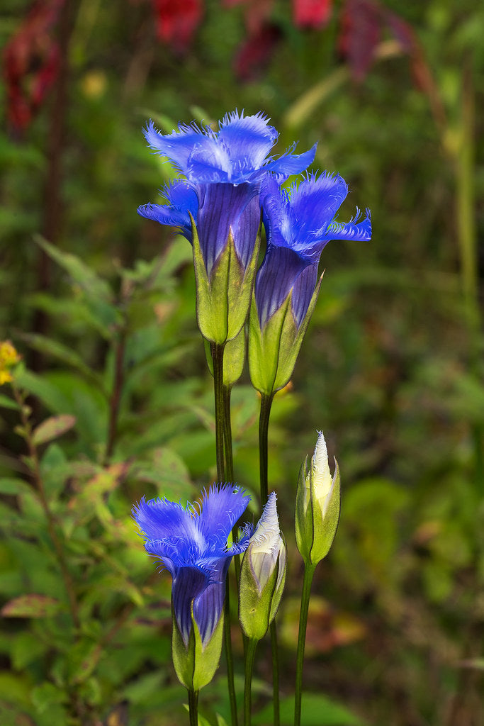 Blue Gentian Fringed Flower Seeds for Planting - 100 pcs