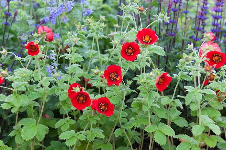 Potentilla Atrosanguinea - Røde blomsterfrø til udplantning - 100 stk