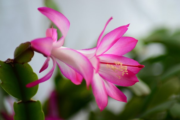 Pink Schlumbergera blomsterfrø til udplantning, 100 stk