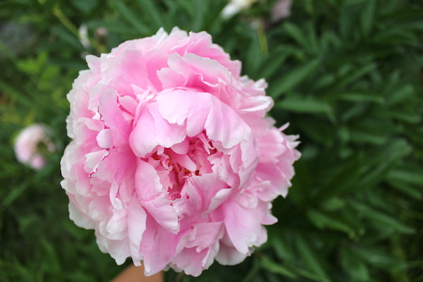 Pink Paeonia blomsterfrø til plantning 100 stk