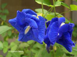 Blue Clitoria Flower Seeds for Planting - 100 pcs