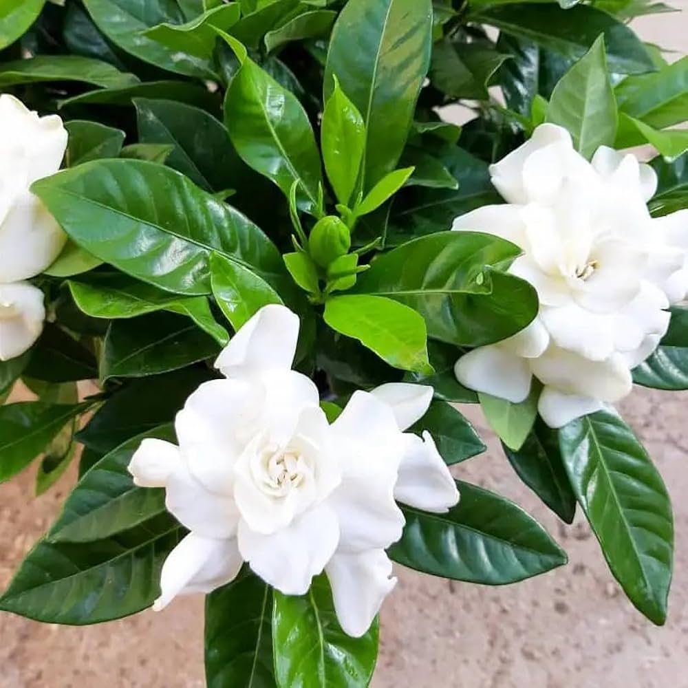 White Gardenia Jasminoides Flower Seeds for Planting | Heirloom, Non-GMO, Organic Seeds