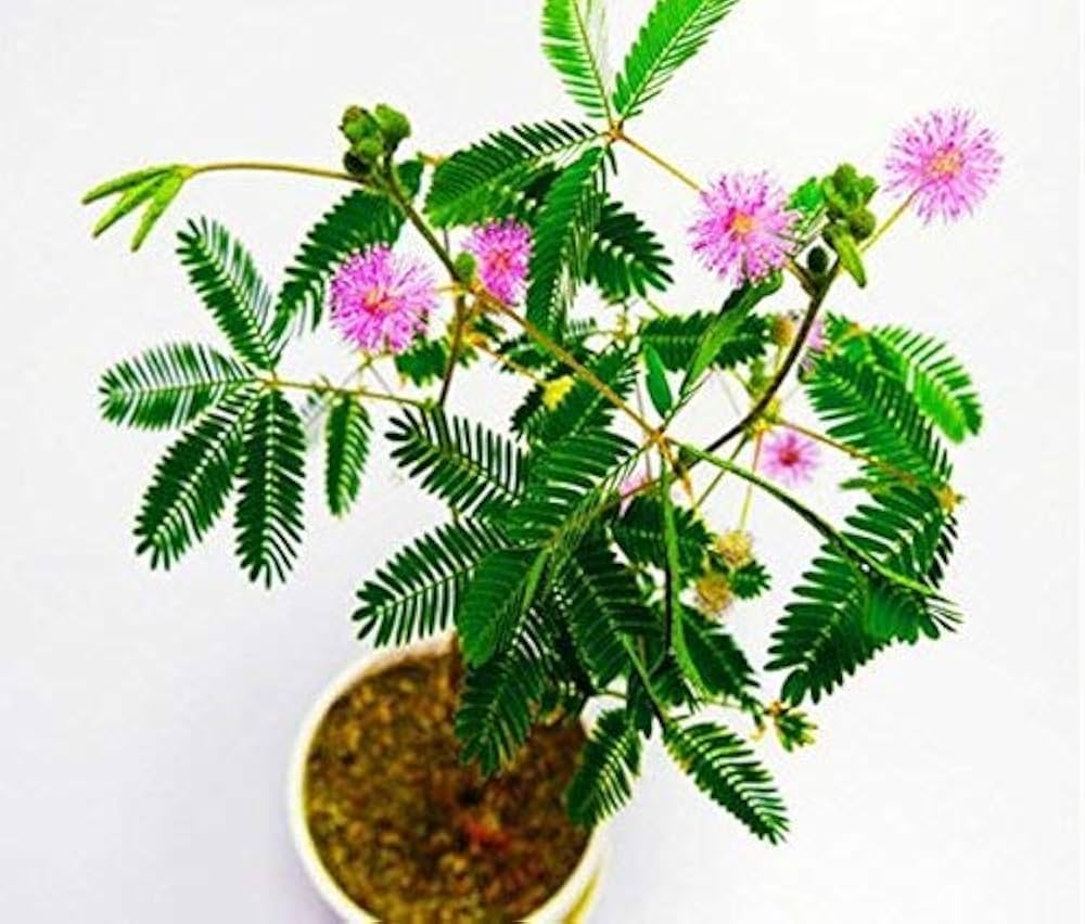 Mimosa Pudica, Touch me not, Lajalu, Sensitive Plant Seeds for Planting - Pink,100 pcs