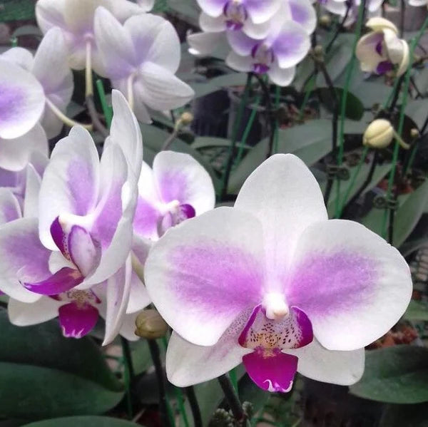 Phalaenopsis Orchid Flower Seeds for Garden Planting – Heirloom, Non-GMO Tropical Blooms