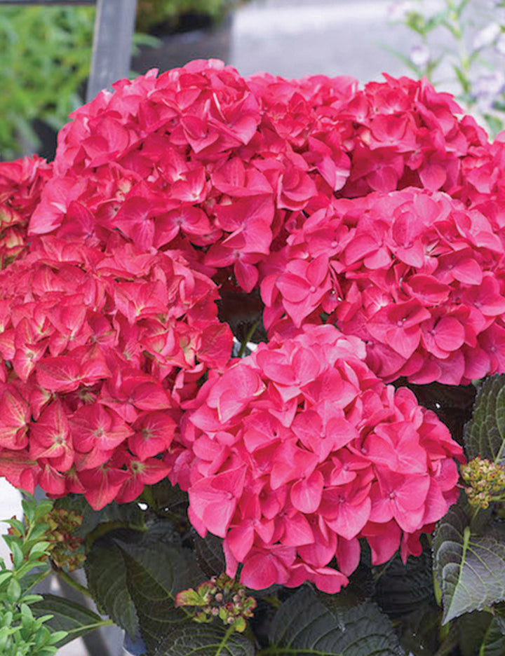 Heirloom Pink Hydrangea Flower Seeds, Non-GMO Vibrant Blooms for Planting