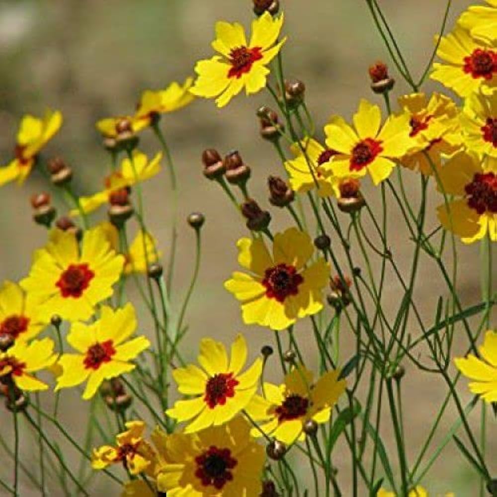 Calliopsis Flower Seeds for Planting - 100 pcs