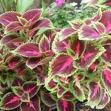 Coleus Plant Seeds for Planting, Light Yellow Pink, 100 pcs