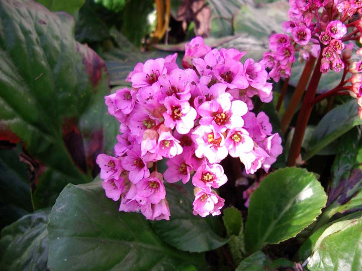 Blandede Bergenia Cordifolia Blomsterfrø til udplantning - 100 stk