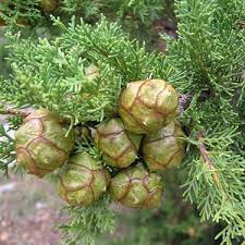 Italian Cypress Tree Seeds (Cupressus sempervirens) – Heirloom Non-GMO Seeds for Tall Elegant Landscapes
