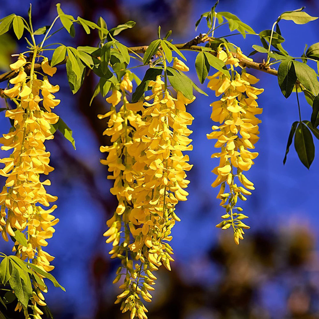 Gule Wisteria blomsterfrø til plantning - 100 stk