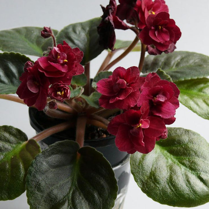 Red Saintpaulia African Violet Seeds – Heirloom, Non-GMO Flower Seeds for Planting Indoors