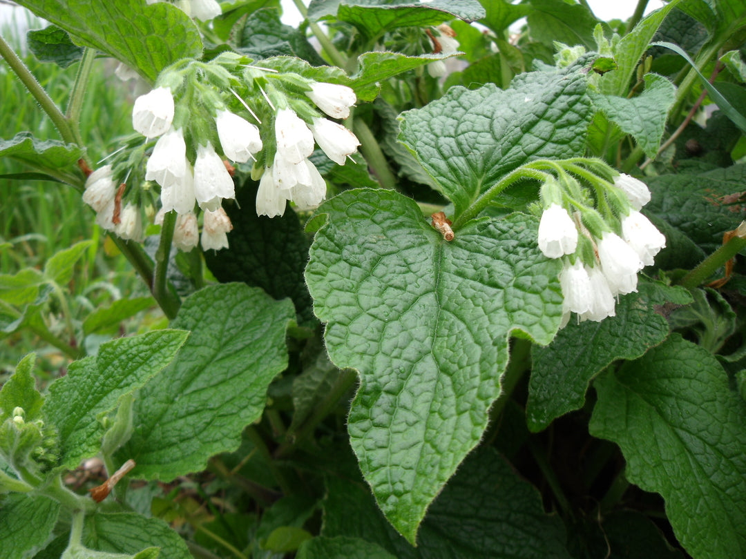 Heirloom Non-GMO Symphytum Flower Seeds – White Beauty Blooms for Garden Planting