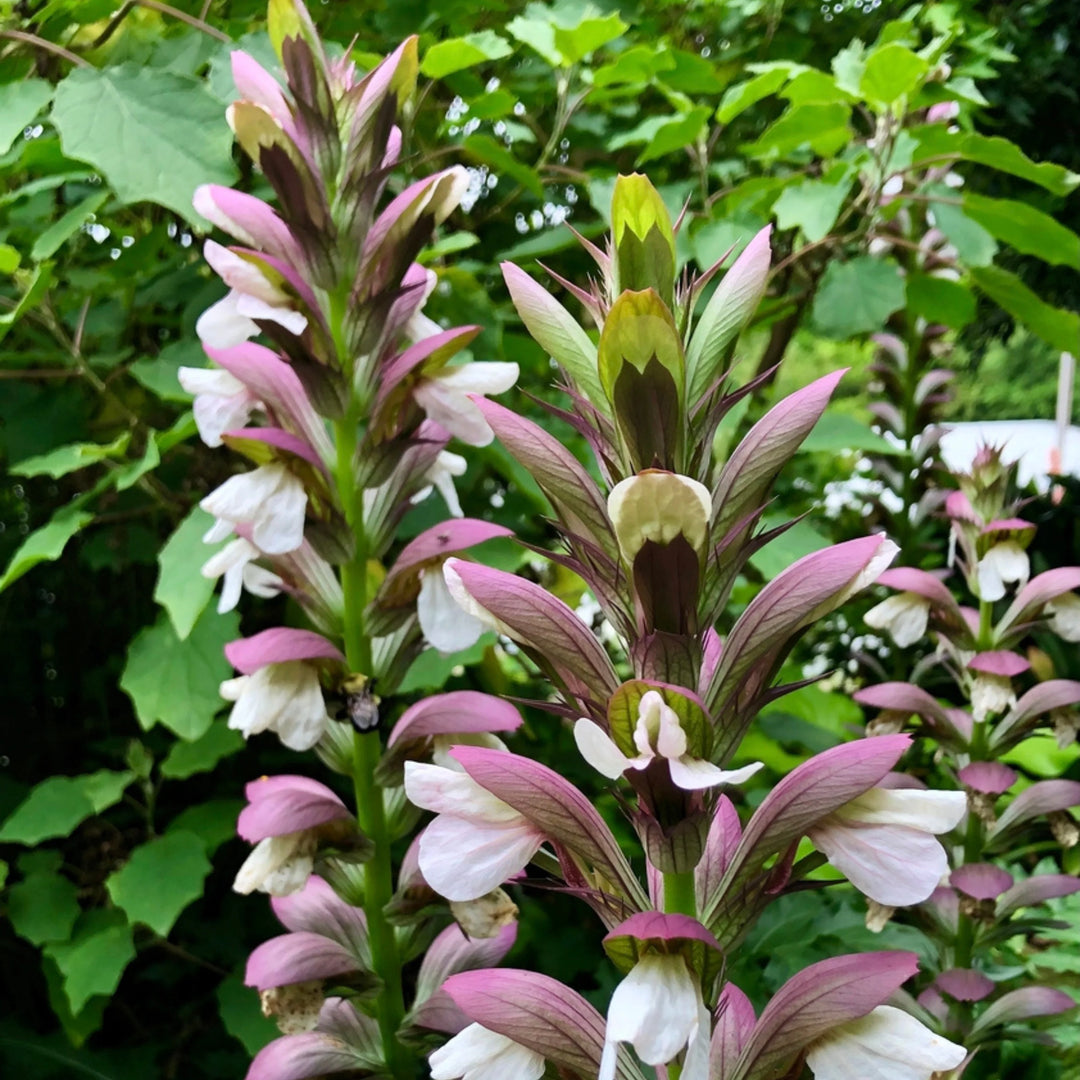 Purple White Acanthus Plant Seeds – Heirloom Non-GMO Bear’s Breeches Seeds for Bold Garden Foliage