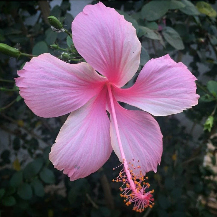 Baby Pink Hibiscus Flower Seeds for Planting, Soft Color, 100 pcs