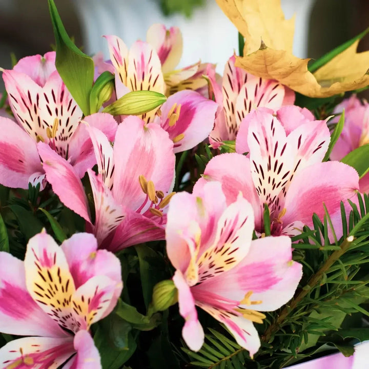 Alstroemeria blomsterfrø til plantning, eksotiske blomster, 100 stk