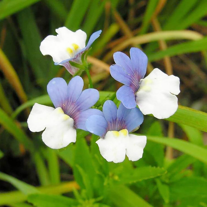 Heirloom Nemesia Strumosa Flower Seeds, Non-GMO Bright Annual Blooms for Colorful Garden Planting