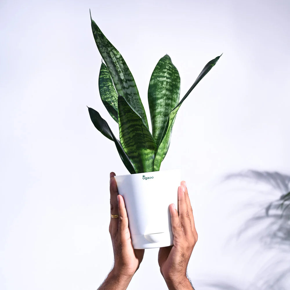 Grønne Sansevieria plantefrø til plantning 100 stk