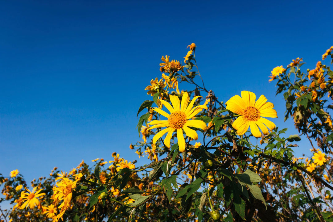 Yellow Torch MEXICAN  Tithonia Sunflower Seeds for Planting - 100 pcs