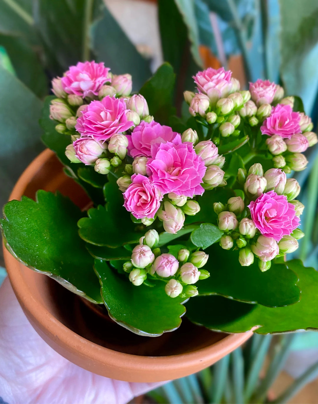 Pink Kalanchoe Flower Seeds – Heirloom Non-GMO Succulent Blooms for Indoor and Outdoor Gardens