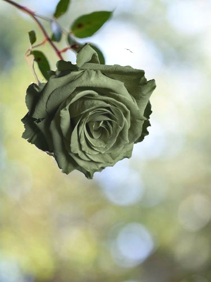 Army Green Rose Flower Seeds for Planting 100 pcs