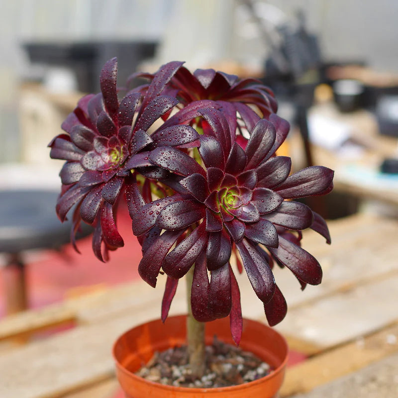 Arboreum blomsterfrø til plantning, arvestykke, ikke-GMO, 100 stk.