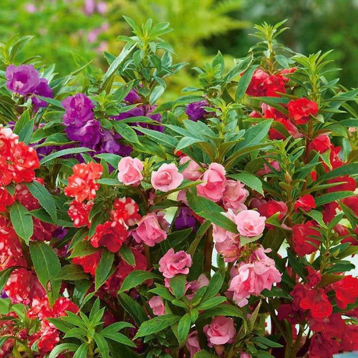 Heirloom Non-GMO Mixed Impatiens Balsamine Flower Seeds – Colorful Blooms for Garden Planting