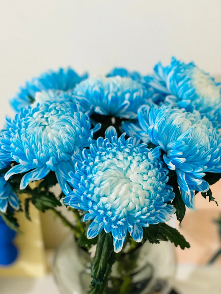 Light Blue Chrysanthemum Flower Seeds for Planting, 100 pcs