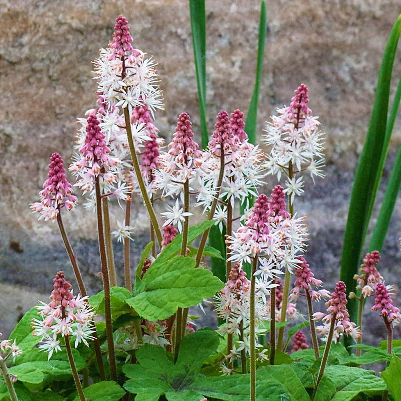 Pink Hvid Tiarella frø til udplantning, 100 stk