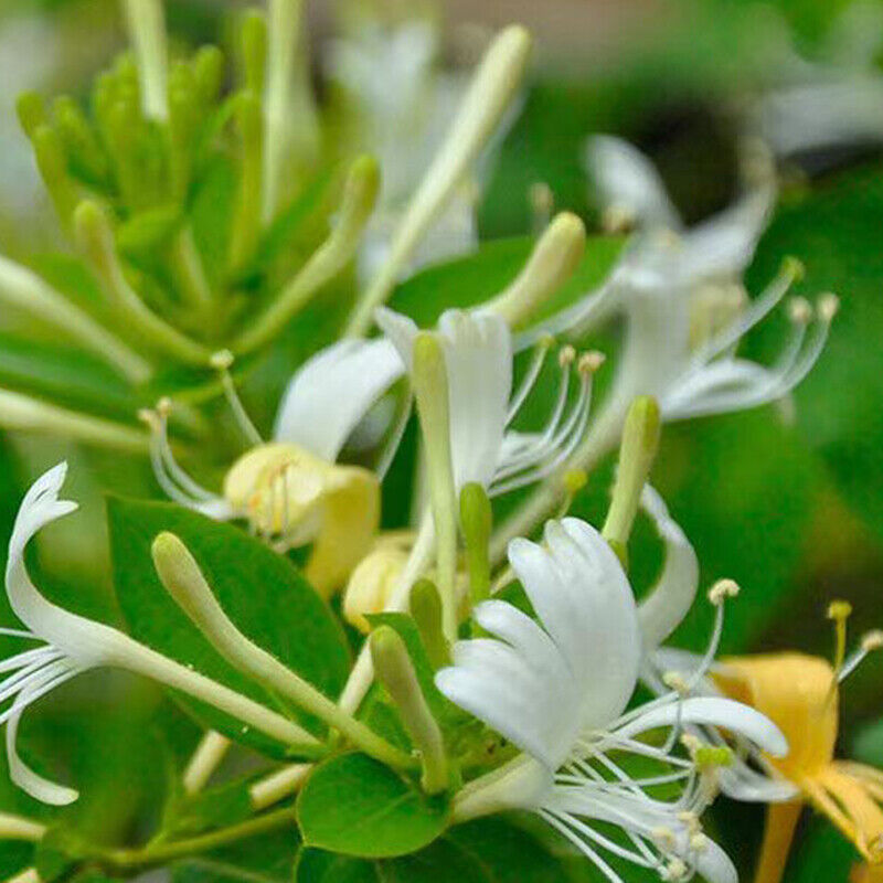 honeysuckle flower seeds Heirloom White Cape Honeysuckle Flower Seeds, Non-GMO Elegant Blooms for Planting