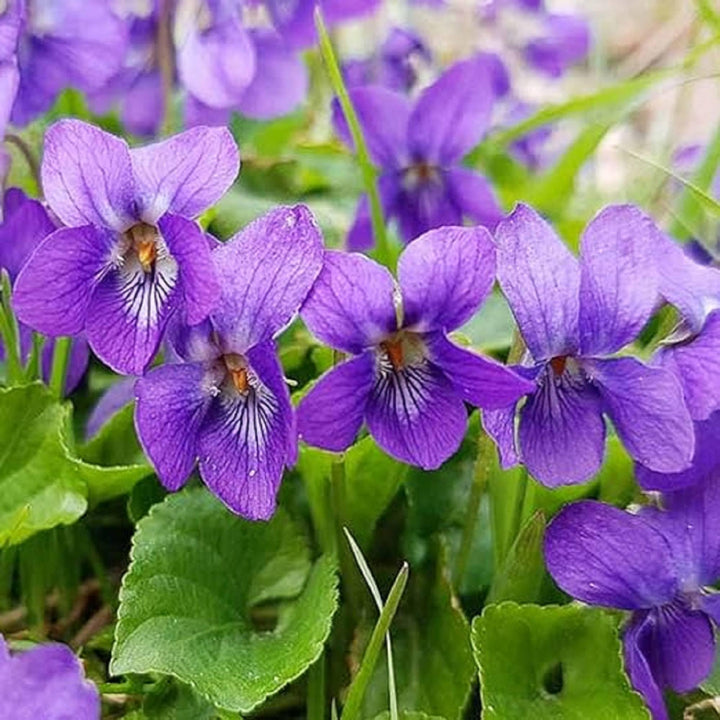 Heirloom Non-GMO Purple Viola Charlotte Flower Seeds for Planting – Elegant Blooming Flower Seeds