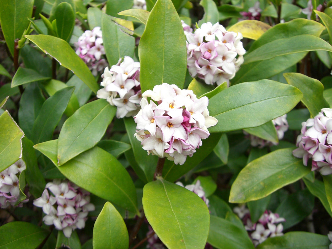 Daphne Seeds for Planting Organic, Heirloom, Non-GMO Flowering Shrub Seeds
