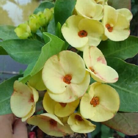 Organic Thorn Flower Seeds for Planting – Heirloom, Non-GMO