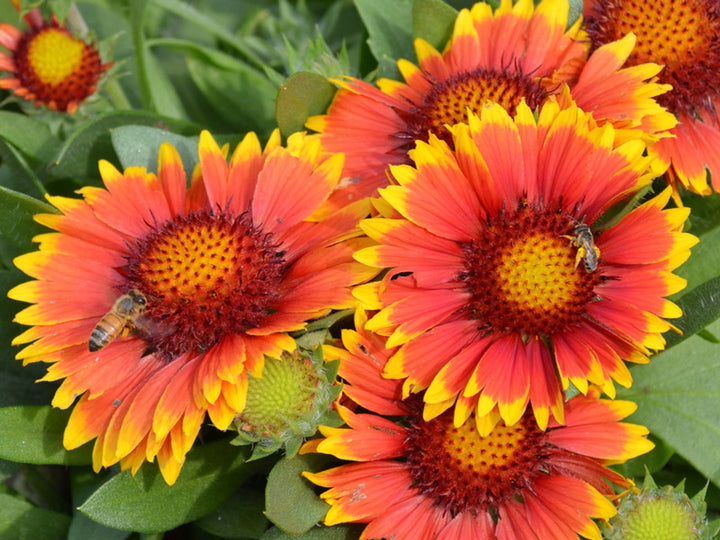 Gul rød Arizona blomsterfrø til plantning, 100 stk