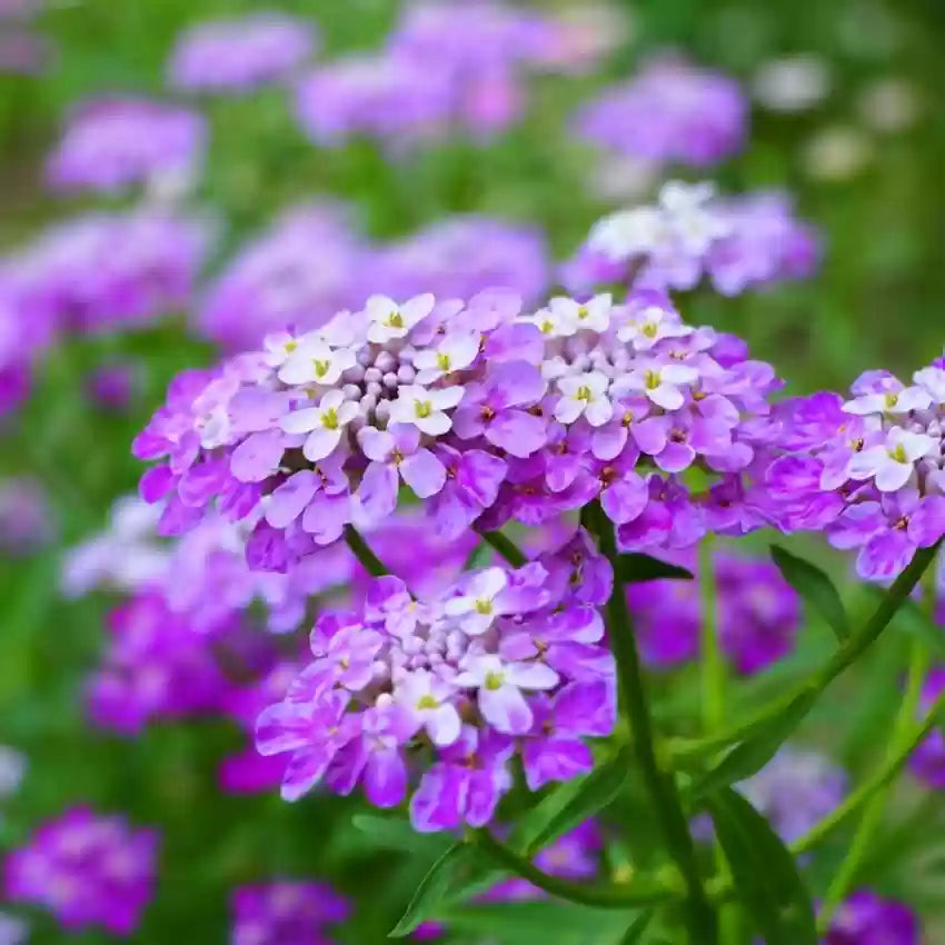 Violet Iberis Blomsterfrø til udplantning, 100 stk